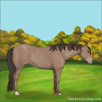 Horse Color:Classic Champagne 