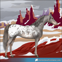 Horse Color:Liver Chestnut Appaloosa Rabicano 
