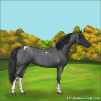 Horse Color:Blue Roan Tobiano 