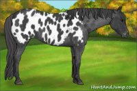 Horse Color:Blue Roan Appaloosa 