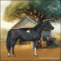 Horse Color:Blue Roan Tobiano 