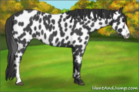 Horse Color:Blue Roan Near Leopard 
