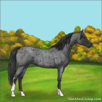 Horse Color:Blue Roan Tobiano 