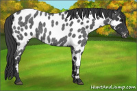 Horse Color:Blue Roan Appaloosa 