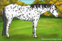 Horse Color:Blue Roan Appaloosa 