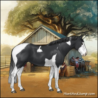 Horse Color:Black Splash Tobiano 