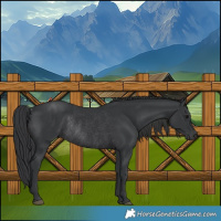 Horse Color:Black Rabicano 