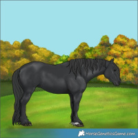 Horse Color:Black 
