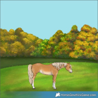 Horse Color:Palomino