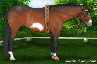 Horse Color:Brown Frame Rabicano 