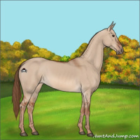 Horse Color:Red Dun 