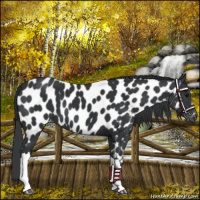 Horse Color:Black Appaloosa 
