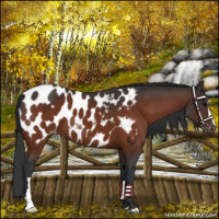 Horse Color:Bay Appaloosa 