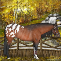 Horse Color:Bay Appaloosa Rabicano 