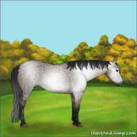 Horse Color:Gray Grullo 