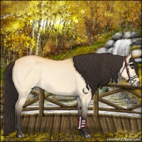 Horse Color:Buckskin Roan Dun Rabicano