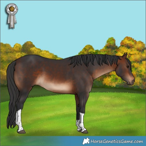 Horse Color:Brown Tobiano Rabicano 