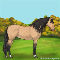Horse Color:Bay Dun 