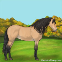 Horse Color:Bay Dun 