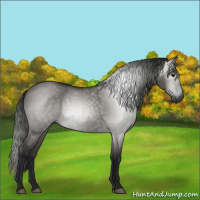 Horse Color:Gray Grullo 