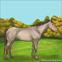 Horse Color:Grullo Pearl Sabino 