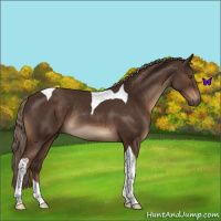 Horse Color:Liver Chestnut Tobiano Rabicano 