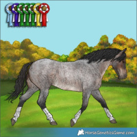 Horse Color:Brown Roan Tobiano Rabicano