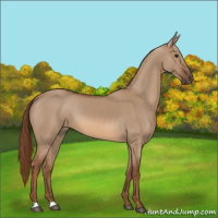Horse Color:Red Dun 