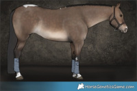 Horse Color:Brown Dun Tobiano Rabicano 