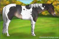 Horse Color:Brown Tobiano Rabicano 