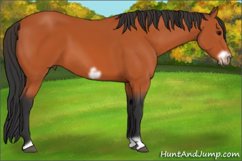 Horse Color:Bay Frame 