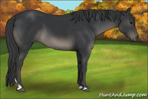 Horse Color:Black Tobiano Rabicano