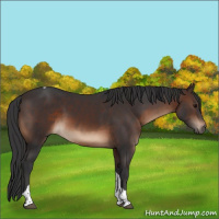 Horse Color:Brown Tobiano Rabicano 