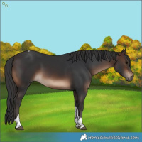 Horse Color:Brown Tobiano Rabicano 