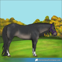 Horse Color:Black Tobiano Rabicano
