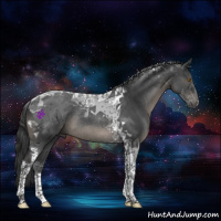 Horse Color:Blue Roan Tobiano Rabicano 