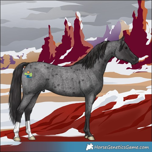 Horse Color:Smoky Blue Roan 