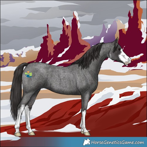 Horse Color:White Spotted Smoky Blue Roan 