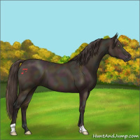 Horse Color:Midnight Amber Champagne