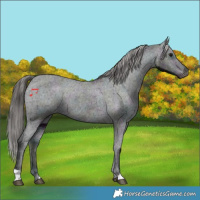 Horse Color:Midnight Black Appaloosa 