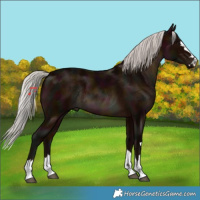 Horse Color:Midnight Silver Brown Rabicano 