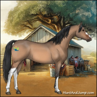 Horse Color:Bay Dun 