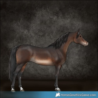 Horse Color:Brown Rabicano