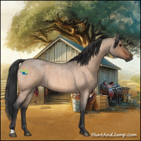 Horse Color:Bay Roan Dun 
