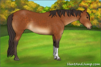Horse Color:Buckskin Tobiano Rabicano 