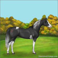 Horse Color:Black Splash Tobiano 