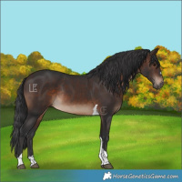 Horse Color:Brown Tobiano Rabicano 