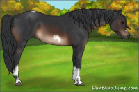 Horse Color:Brown Tobiano Frame Rabicano 