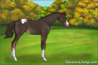 Horse Color:Liver Chestnut Appaloosa 