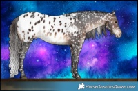 Horse Color:Brown Appaloosa Rabicano 